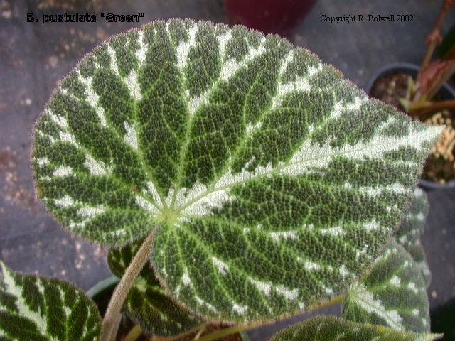 B. ‘pustulata Green’
